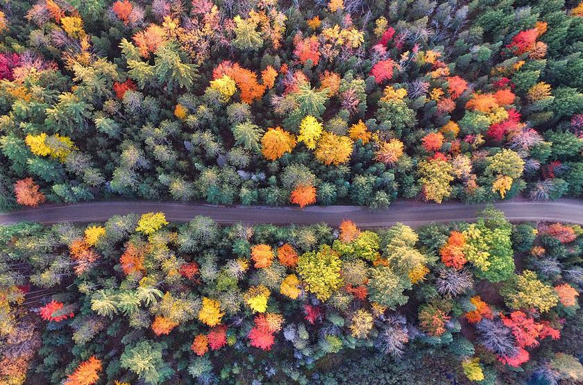 Luftaufnahme Wald im Herbst