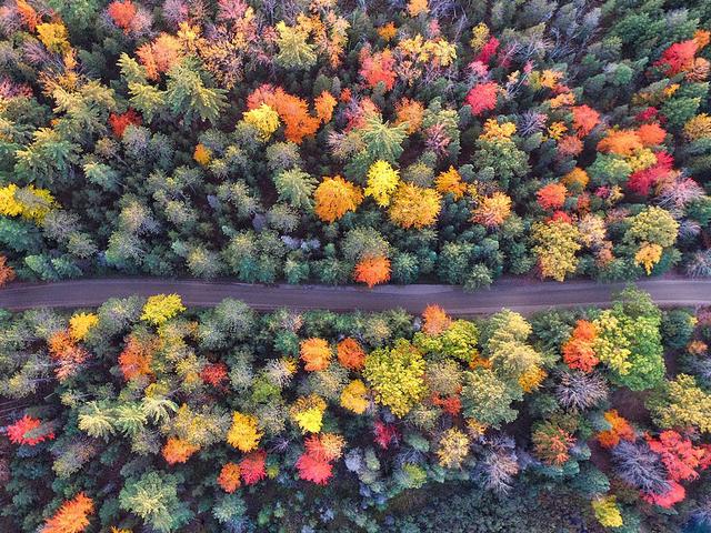 Luftaufnahme Wald im Herbst