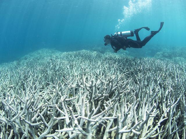 Ein Taucher schwimmt über weißen Korallen entlang
