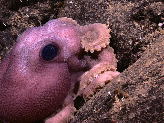 Violetter Oktopus mit großen glasigen Augen, entdeckt bei Indonesia-USA Deep-Sea Exploration of the Sangihe Talaud Region
