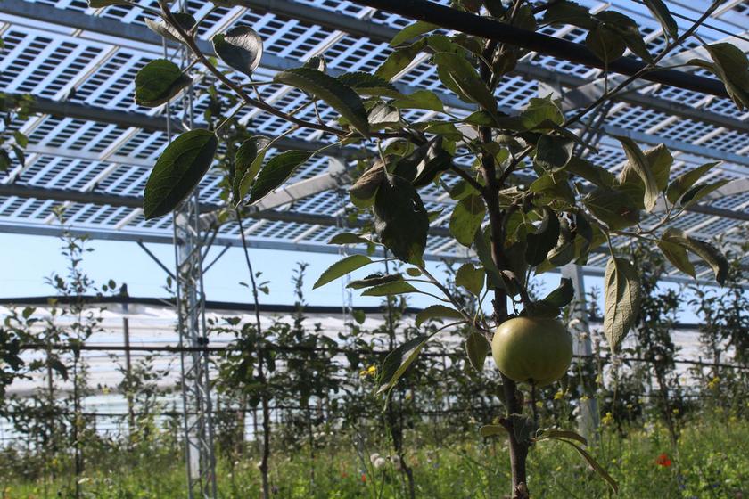 Grüner Apfel am Baum unter Solarmodulen