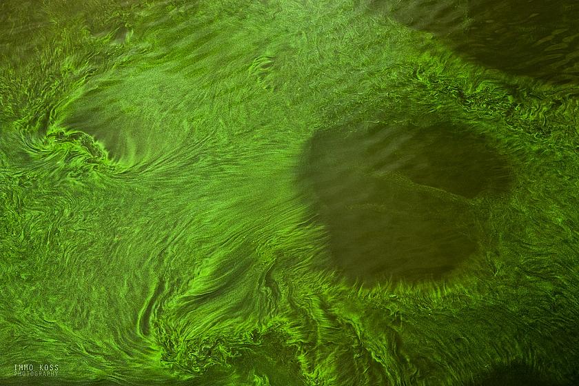Grüne Algen an Wasseroberfläche