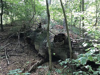 Ein umgestürzter Baum im Wald.