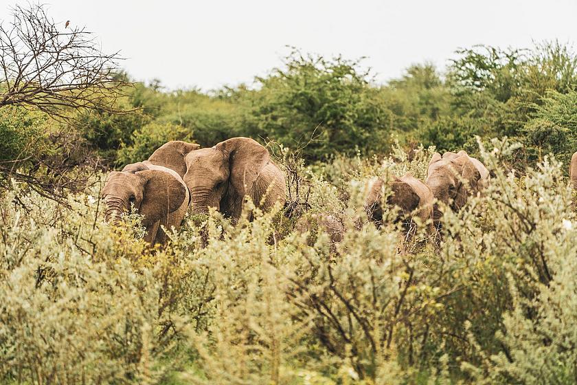Elefanten in einer Buschlandschaft in Namibia