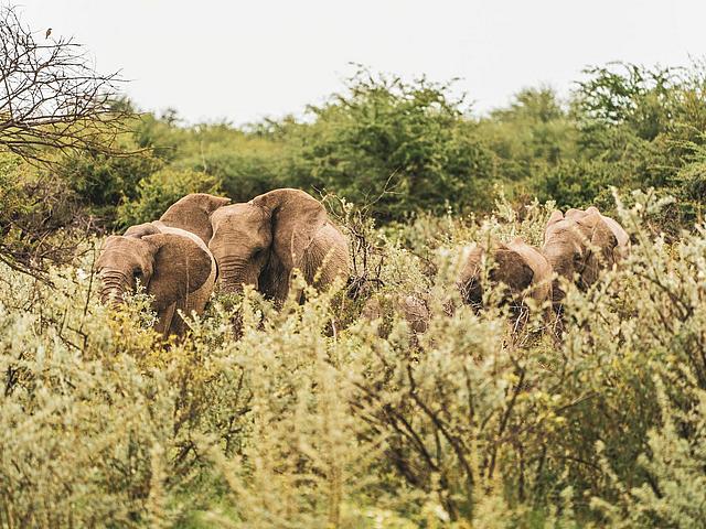 Elefanten in einer Buschlandschaft in Namibia