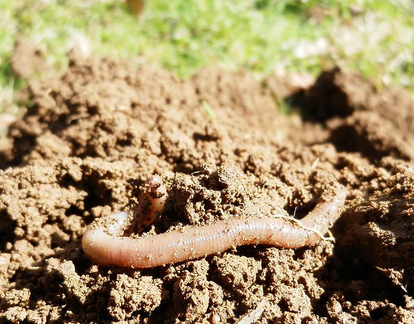 Die weltweit sehr viel eingesetzten Herbizide mit den Wirkstoff Glyphosat schädigen die für die Bodendurchlüftung so wichtigen Regenwürmer massiv: Sie bewegen sich weniger, pflanzen sich kaum fort. (Bild: © M.Großmann/ pixelio.de)