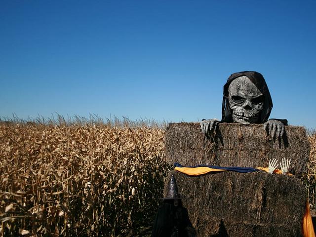 Totenkopf-Figur vor einem vertrockneten Maisfeld