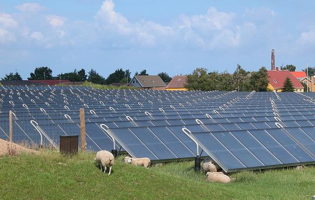 Schafe vor Solarthermieanlage