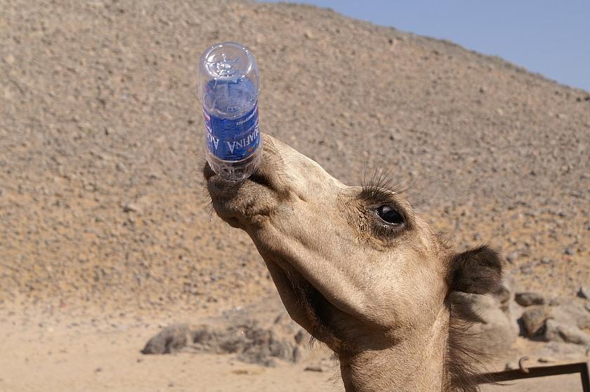 Kamel in der Wüste trinkt aus einer Plastikflasche Wasser