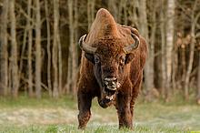 Im Bialowieza-Nationalpark leben inzwischen wieder etwa 450 Wisente, Europäische Büffel. (Foto: <a href="https://www.flickr.com/photos/137133244@N08/33312265394" target="_blank"> wer mei / flickr.com</a>, <a href="https://creativecommons.org/licenses/by