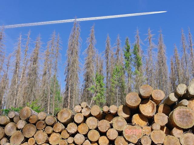 Flugzeug mit Kondensstreifen über sterbendem Wald mit abgeholzten Baumstämmen