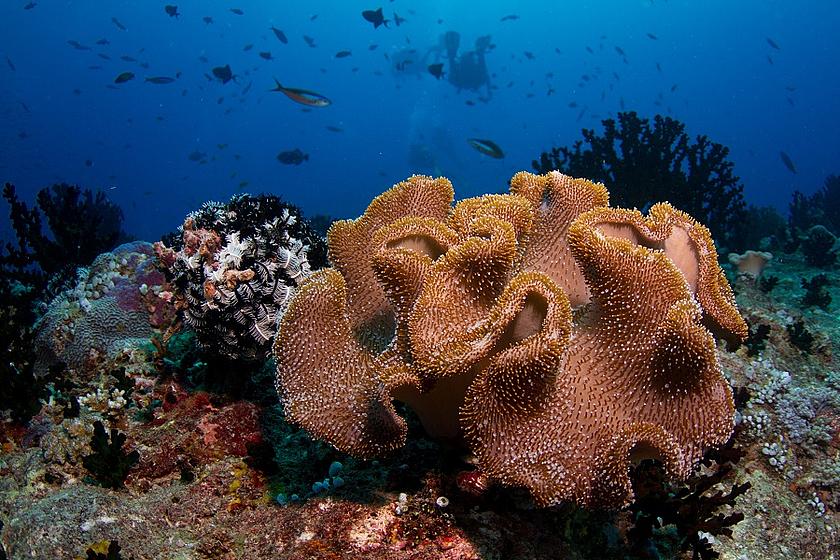 Aufgrund steigender Wassertemperaturen sind über 60 Prozent der Korallen vor den Malediven ausgeblichen. Das Wetterphänomen El Niño führt weltweit zum Absterben von Korallenriffen. (Foto: © Tchami, flickr.com/photos/tchami/10426989653, CC BY-SA 2.0)