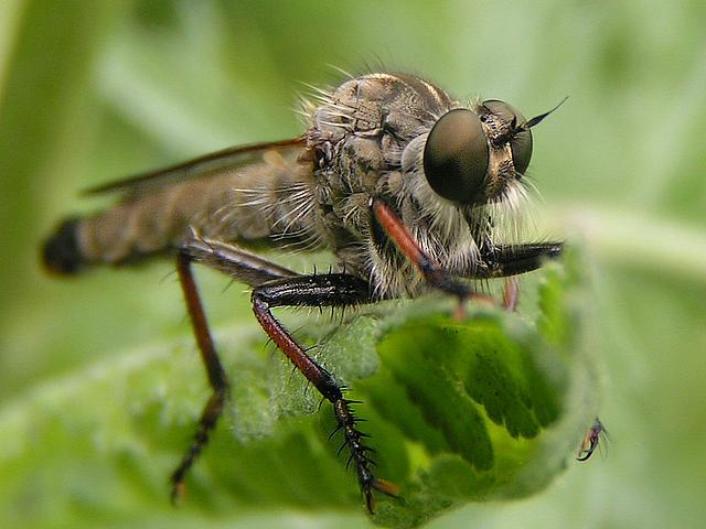 Auch die Familie der Raubfliegen gehört zu der Klasse der Insekten. Weltweit sind zurzeit noch über 7.000 verschiedene Arten bekannt. (Foto: © Joschua Katz)