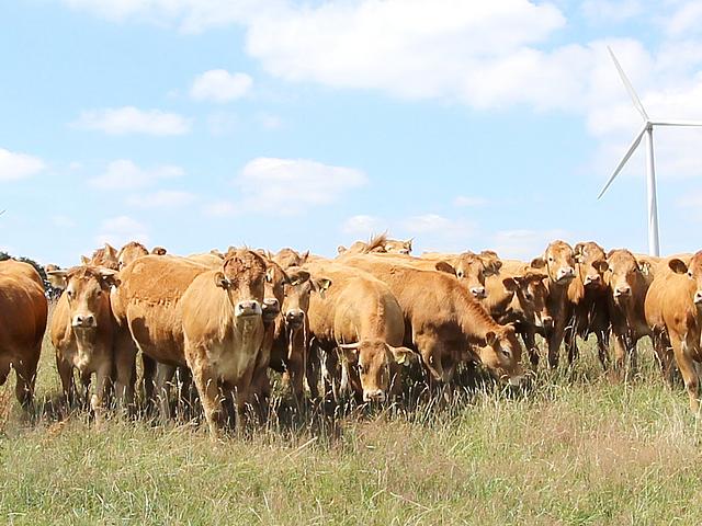 Kühe auf Grasweide vor Windrädern