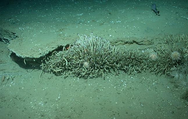 Mit Seeigeln besiedelte Bartwürmerkolonie, die unterhalb einer Kalkkruste wurzelt. Zahlreiche weiße Muschelschalen sind auf dem Meeresboden verstreut. (Bild: © MARUM − Zentrum für Marine Umweltwissenschaften, Universität Bremen)