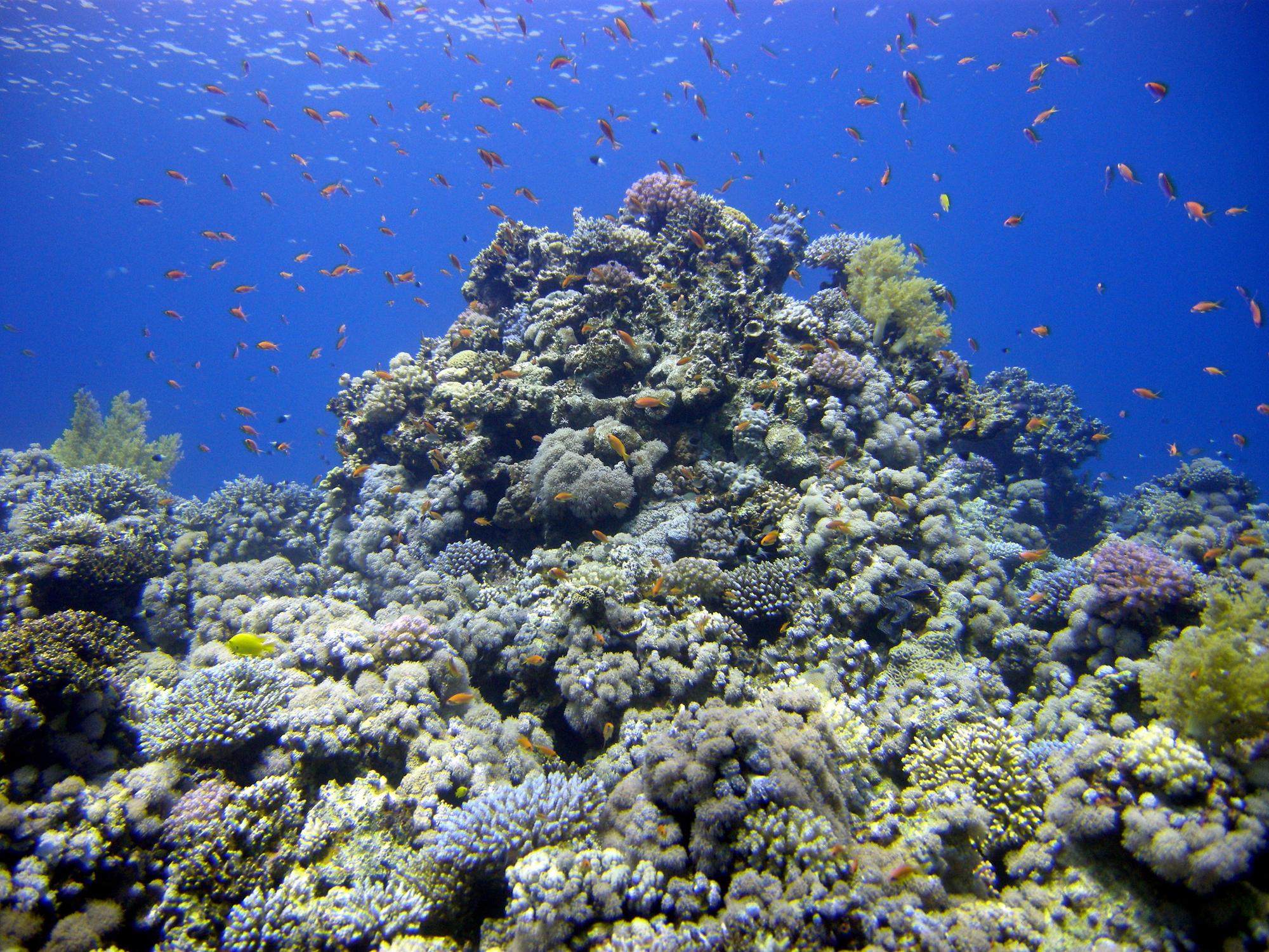 Korallen an aufragenden Felsen im Meer, umgeben von Fischen