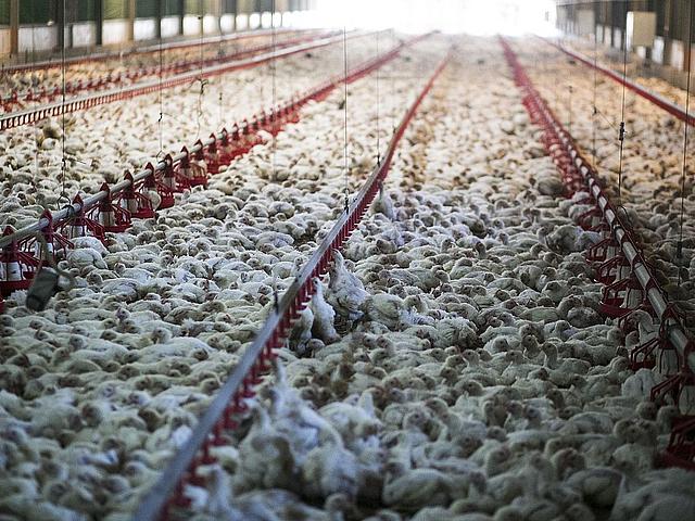 Massentierhaltung: Stall voller Hühner