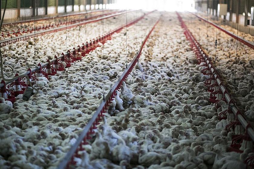 Bild einer riesigen Halle, in der tausende Hühner in Massentierhaltung eingepfercht auf dem Boden stehen.