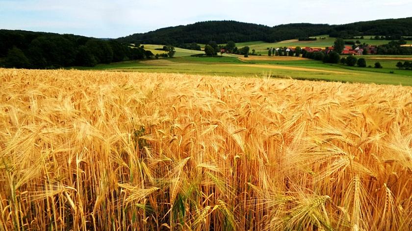 Die kleinräumige Bewirtschaftung von Feldern fördert die Biodiversität – und sollte mehr gefördert werden. (Foto: Pixabay / Gemeinfrei CC0 Creative Commons)