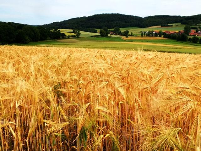 Die kleinräumige Bewirtschaftung von Feldern fördert die Biodiversität – und sollte mehr gefördert werden. (Foto: Pixabay / Gemeinfrei CC0 Creative Commons)
