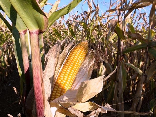 Maisexporte in alle Welt – die USA profitieren davon. Jetzt kämpfen viele Landstriche auch in den USA mit Wetterextremen, vor allem Dürren. (Foto: © Pixabay CC0 Public Domain)