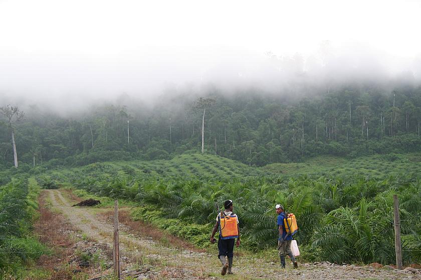 Pestizideinsatz auf einer Palmölplantage in Ecuador