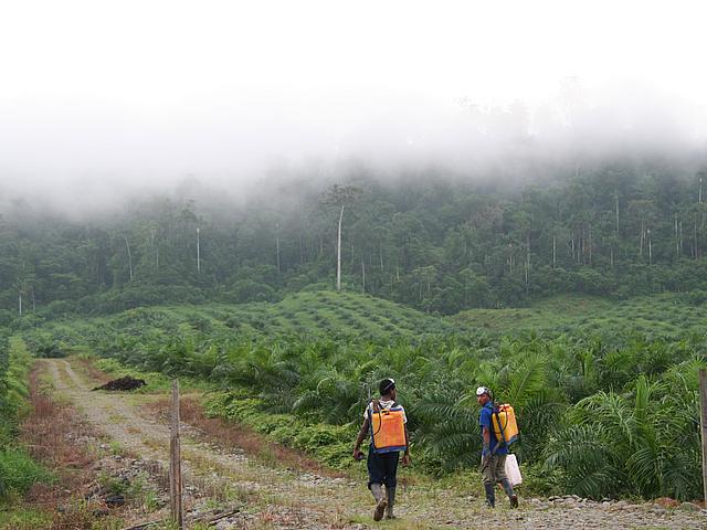 Pestizideinsatz auf einer Palmölplantage in Ecuador.