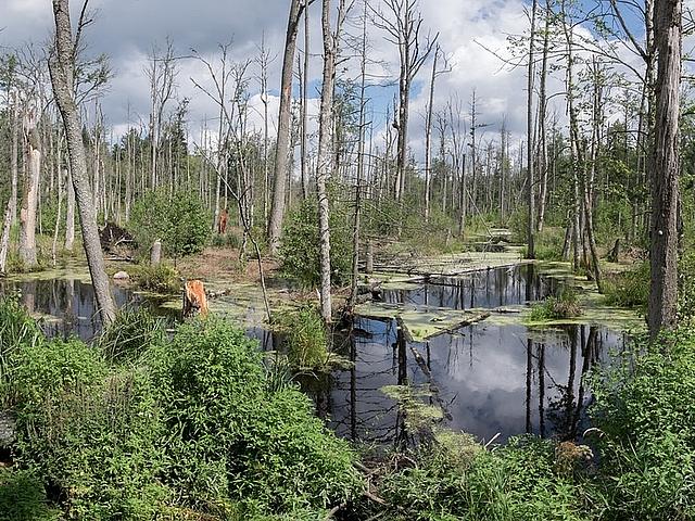 Trotz Anordnung des Europäischen Gerichtshofs lässt die polnische Regierung auch weiterhin Bäume im geschützten Bialowieza-Urwald abholzen. Der Nationalpark erstreckt sich über eine Fläche von rund 150.000 Hektar und beheimatet etwa 12.000 unterschi