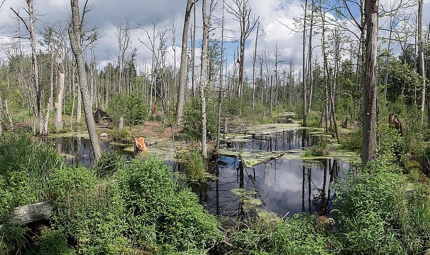 Trotz Anordnung des Europäischen Gerichtshofs lässt die polnische Regierung auch weiterhin Bäume im geschützten Bialowieza-Urwald abholzen. Der Nationalpark erstreckt sich über eine Fläche von rund 150.000 Hektar und beheimatet etwa 12.000 unterschi