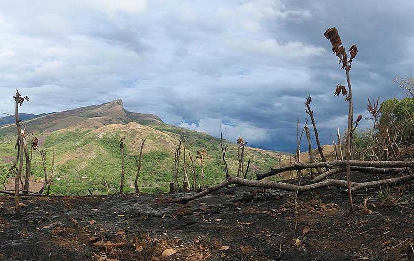 Wie hier südlich von Santa Fé in Panama gehen viele Regenwälder durch Brandrodung verloren. (Foto: Dirk van der Made, wikimedia commons, CC BY-SA 3.0)
