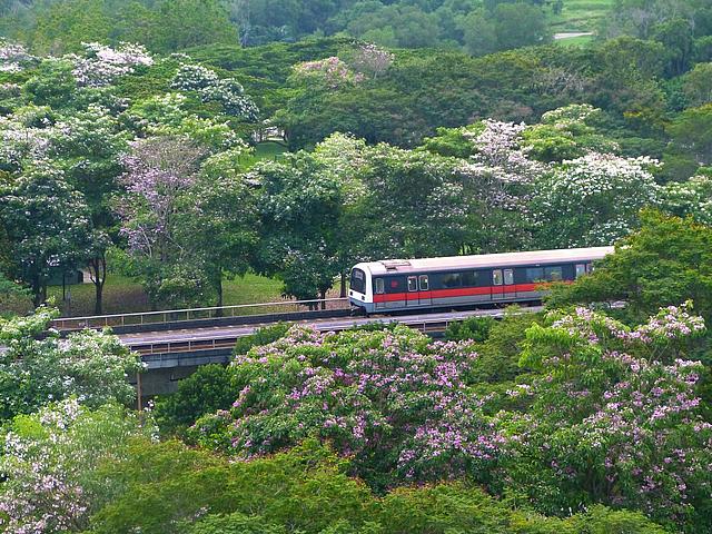 S-Bahn fährt durch bewaldeten Park in Singapur