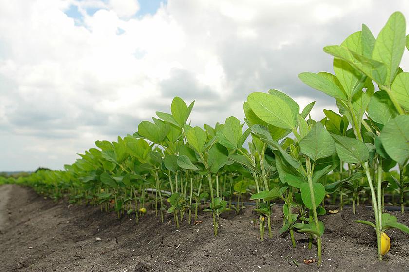 Der Großteil der weltweit angebauten Sojapflanzen ist gentechnisch verändert und wird in Monokultur angebaut, nun kommt in Brasilien eine weitere Sorte dazu. (Foto: pixabay.com, CC0 Public Domain)