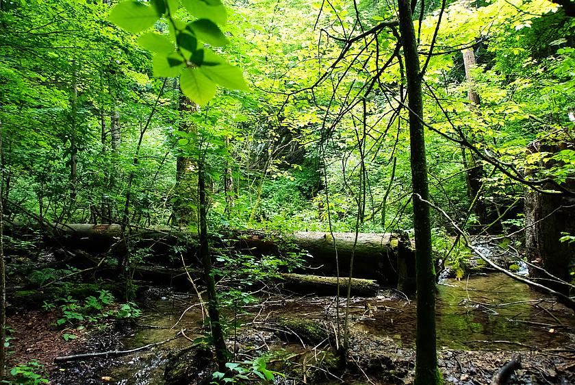 Feuchtgebiet im Sommerwald. (Bild: © Bo & Lill  / pixelio.de )