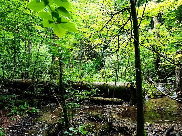 Feuchtgebiet im Sommerwald. (Bild: © Bo & Lill  / pixelio.de )