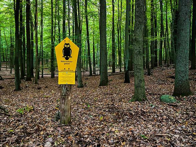 Deutschland hat für die Fauna-Flora-Habitat-Richtlinie zu wenige Flächen unter Naturschutz gestellt, wogegen die EU nun vorgeht. Dabei wären mehr Naturschutzgebiete wie der Grumsiner Forst im Nordosten Brandenburgs notwendig, um alte Buchenbestände zu