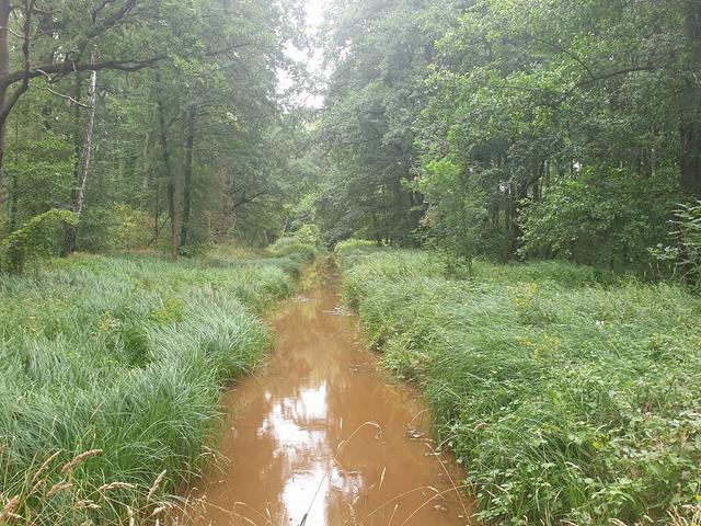 Brauner Bach in einem Wald