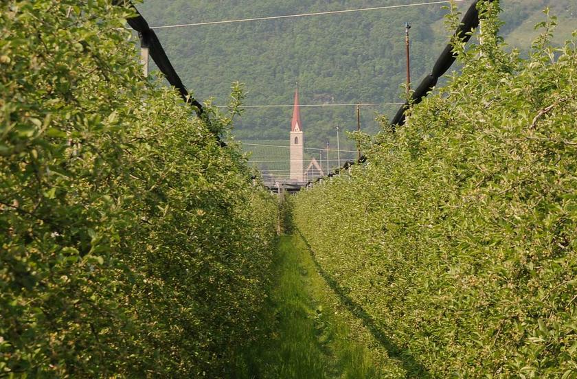 Apfelplantage, im Hintergrund Kirchturm von Lana