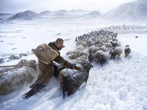 Hirte mit Cashmere-Ziegen im Winter in der Mongolei.