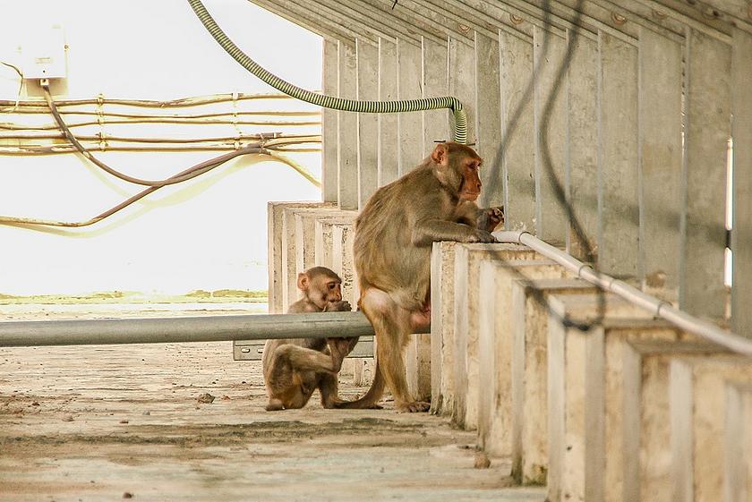 Kleine Affen in Indien, die unter Photovoltaikpaneelen sitzen und sich an den Kabeln zu schaffen machen.