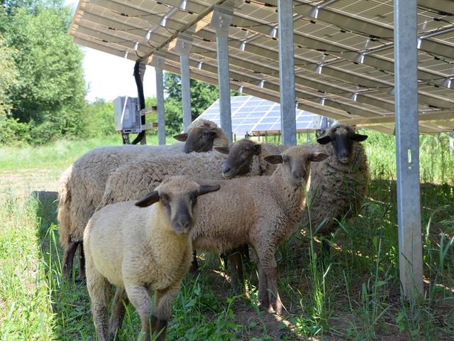 Schafe weiden unter Solarmodulen