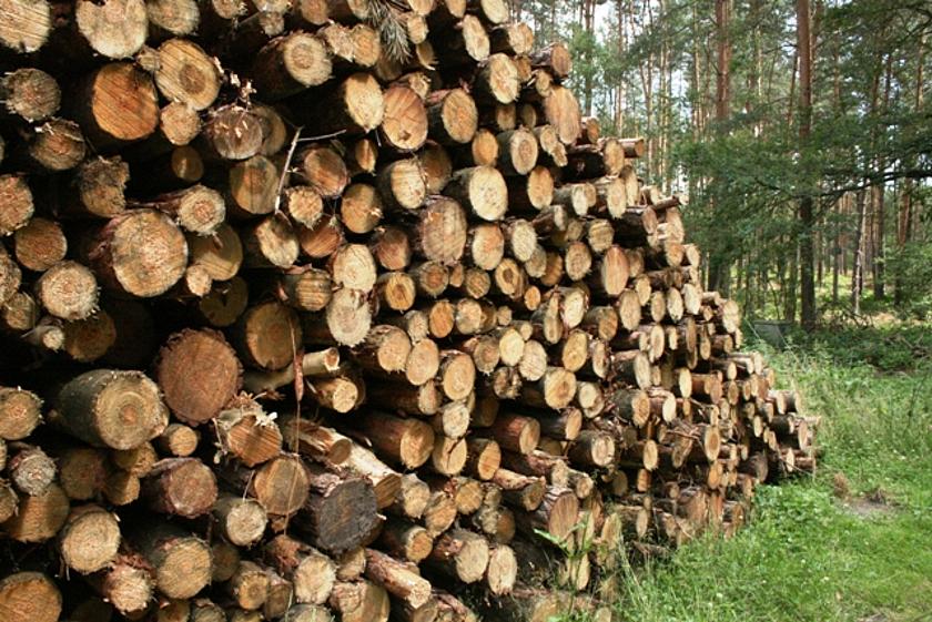 Holzhaus bauen oder verheizen? Holz sollte so nachhaltig und behutsam wie möglich verwendet werden. (Foto: Nicole Allé)
