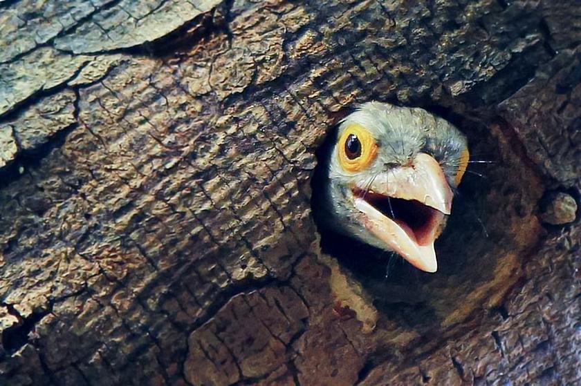 Kleines Vogelbaby streckt Kopf aus dem Baumstamm-Loch