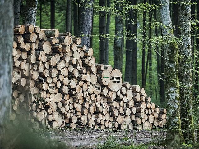Allein zwischen Januar und August dieses Jahres wurden rund 140.000 Bäume im ältesten Teil des Urwaldes gefällt, zeigt eine Recherche der Umweltorganisation ClientEarth. (Foto: <a href="https://www.flickr.com/photos/greenpeacepl/34088222983/" target="_blank">Greenpeace Polska / flickr.com</a>, <a href="https://creativecommons.org/licenses/by-nd/2.0/" target="_blank">CC BY-ND 2.0</a>)