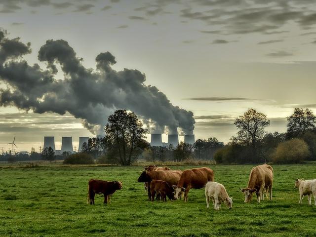 Kühe vor Kohlekraftwerk