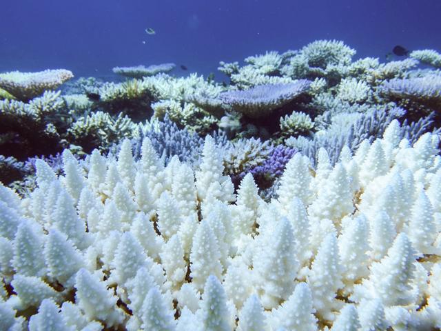 Farblose Korallen am Great Barrier Reef