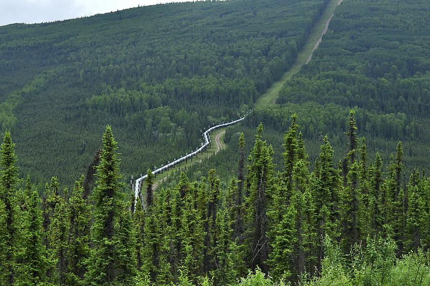 Luftbild eines Waldes in Alaska, durchzogen von einer Pipeline.