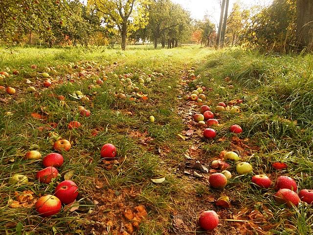 Äpfel sind gesund und auch als Fallobst noch vielfältig verwendbar – bspw. für die Energiespeicherung. (Foto: © Winfried Sixel / Pixelio)