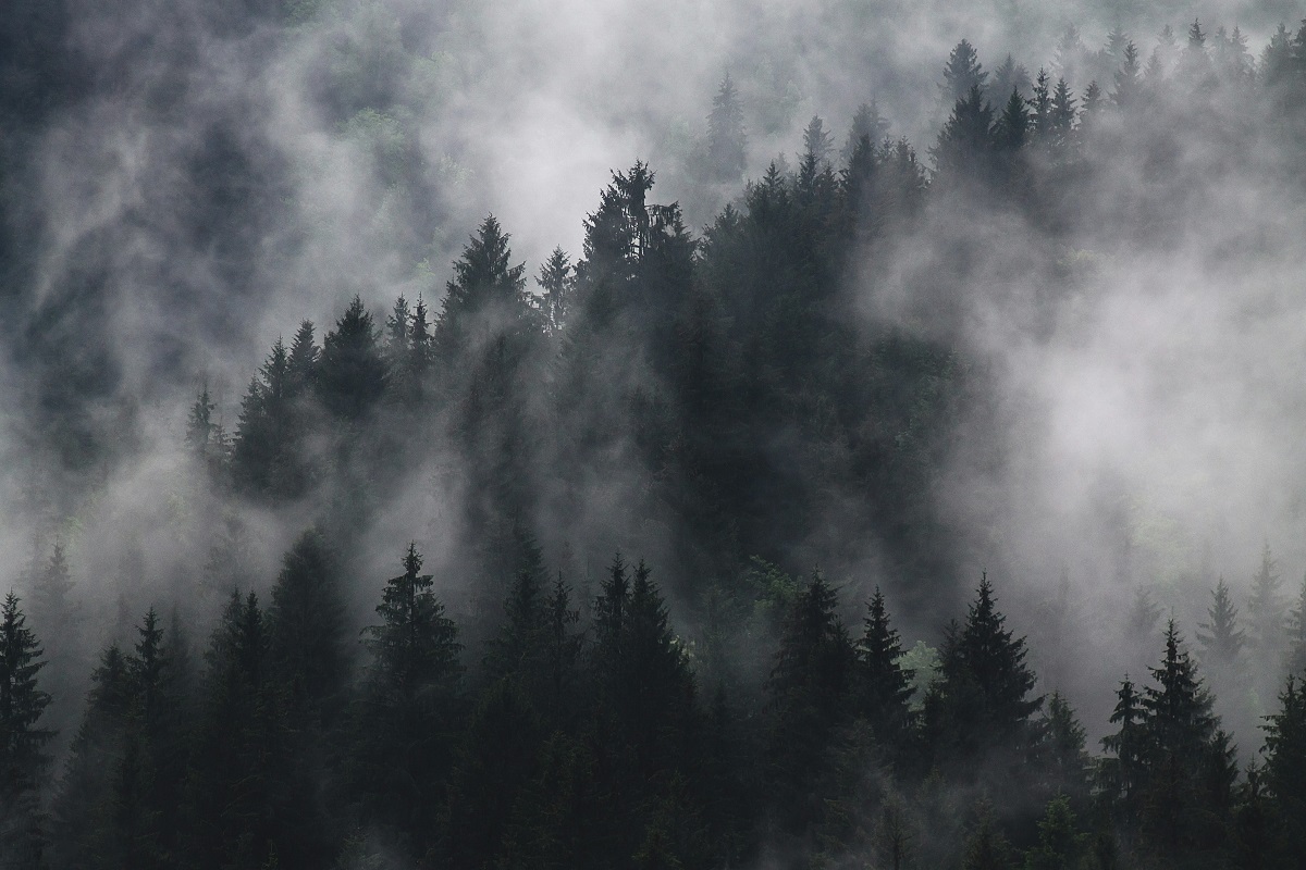Tannenwald mit Nebelschwaden