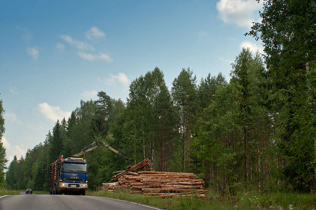 Etwa drei Viertel Finnlands ist von Wald bedeckt, 95 Prozent davon ist Wirtschaftswald und auf schnelle Holzproduktion ausgerichtet.