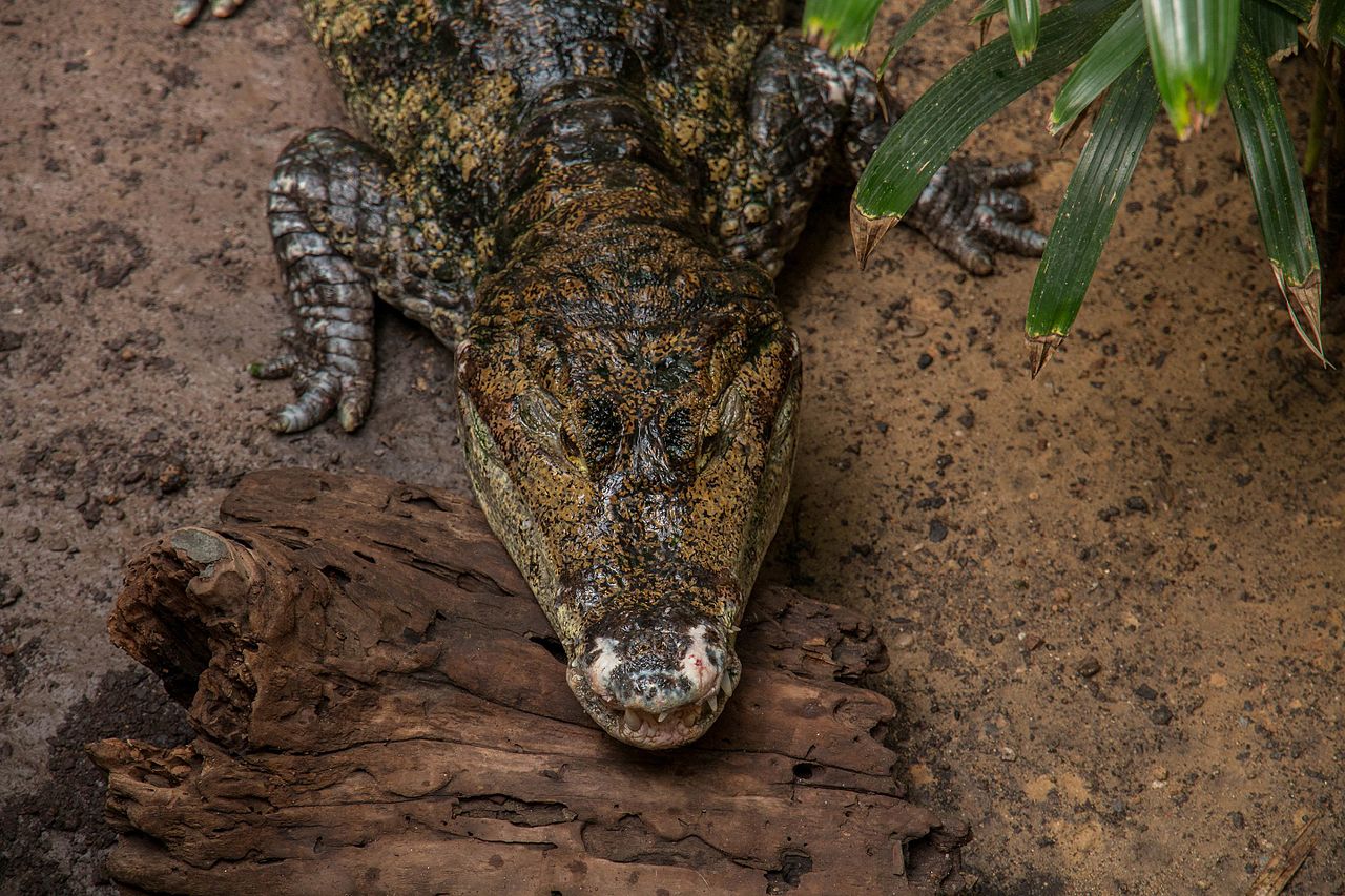 Kopf eines Siam-Krokodils grünlich braun mit spitzen Zähnen
